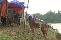 Trâu bò được người dân đưa lên tránh trú mưa lũ trên đê Tả Lam. (Ảnh: Nguyễn Văn Nhật/Vietnam+)