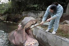 Nhân viên vườn thú Thượng Hải đang vệ sinh răng miệng cho một chú hà mã. (Nguồn: Reuters)