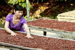 Mô hình trồng ca cao xen dứa tại Bến Tre. (Ảnh: Dương Ngọc/TTXVN) 