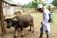 Phun thuốc khử trùng tiêu độc cho trâu tại Bắc Kạn. (Ảnh: An Đăng/TTXVN)