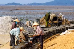 Gia cố đê biển phòng chống bão lũ 2010 ở Thanh Hóa. (Ảnh: Trọng Đạt/TTXVN)