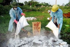 Tiêu hủy lợn tai xanh tại thôn Đinh Xá, xã Văn Tự, huyện Thường Tín, Hà Nội. (Ảnh: Hoàng Mạnh Hùng/TTXVN)