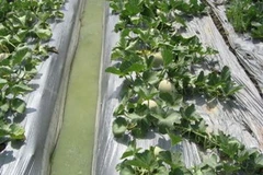 Màng phủ nông nghiệp. Ảnh minh họa. (Nguồn: Internet)