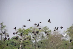 Vườn quốc gia Cát Tiên. (Nguồn: baodatviet.vn)