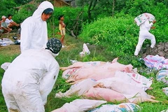 Tiêu hủy lợn tai xanh. (Ảnh: Huỳnh Sử/TTXVN)
