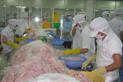 Chế biến cá tra. (Ảnh: Minh Trí/Vietnam+)