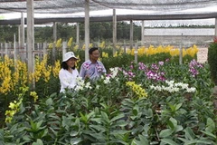 Vườn lan giống trong Khu Nông nghiệp Công nghệ cao Thành phố HCM. (Ảnh: Thanh Vũ/TTXVN)