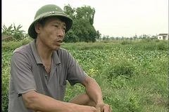 Người nông dân bên cánh đồng bị bỏ hoang. (Ảnh: Văn Đức/Vietnam+)
