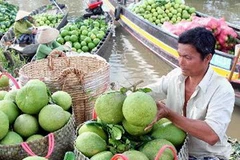 Thu mua bưởi Năm Roi ở Vĩnh Long. (Ảnh: Duy Khương/TTXVN)