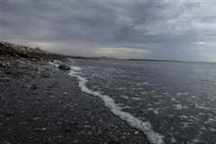 Dầu loang trên bãi biển bang Lousianna. (Nguồn: AP)