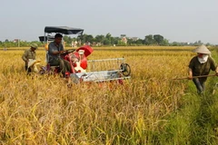 (Ảnh minh họa: Ngọc Hà/TTXVN)