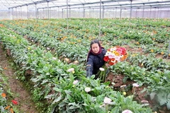 Xây dựng mô hình nông thôn mới ở xã Thụy Hương, huyện Chương Mỹ, Hà Nội. (Ảnh: Đình Huệ/TTXVN)