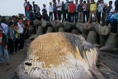 Xác cá voi. (Ảnh: Mỹ Bình/Vietnam+)