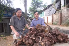 Củ hà thủ ô khổng lồ. (Ảnh: Nguyễn Trình/Vietnam+)