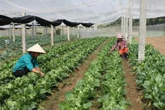 Chăm sóc rau an toàn. (Ảnh: Anh Tuấn/TTXVN)