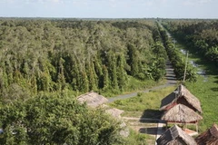 Một góc rừng tràm U Minh Hạ. (Ảnh: Lê Huy Hải/TTXVN)