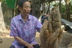 Củ khoai mật nặng 18kg. (Ảnh: Nguyễn Đức/Vietnam+)