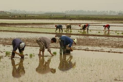 Nông dân Hưng Yên cấy lúa Đông Xuân. (Ảnh: Anh Tôn/TTXVN) 