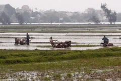 Nông dân Hà Nam làm đất khi có nước đổ ải. (Ảnh: Ngọc Hà/TTXVN)