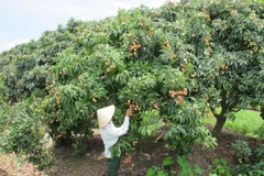 Người dân Thanh Hà, Hải Dương đang chăm sóc cho vụ vải thiều sắp tới (Ảnh: Đức Duy/Vietnam+)