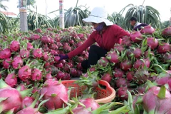 Ảnh chỉ mang tính minh họa (Nguồn: TTXVN)