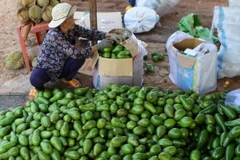 Nông dân xã Ea Hleo, thành phố Buôn Ma Thuột, phân loại và đóng gói quả bơ trước khi bán ra thị trường. (Ảnh: Dương Giang/TTXVN)