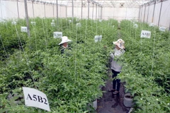 Khu Nông nghiệp công nghệ cao Thành phố Hồ Chí Minh. (Ảnh: Mạnh Linh/TTXVN)