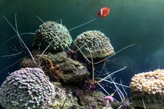 Việt Nam thiếu đầu mối chung về quản lý tài nguyên đa dạng sinh học