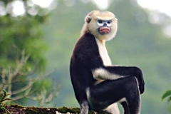 APEC cùng hành động vì tương lai bền vững của các loài hoang dã 