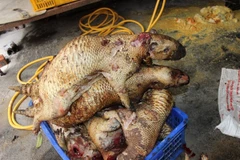 Hà Nội: Phát hiện lò mổ động vật hoang dã giữa lòng thủ đô 