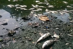 [Photo] Cá chết hàng loạt "phơi trắng" Hồ Thiền Quang 