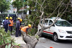 Cây đổ gây thiệt hại: Vẫn được coi là sự cố không may