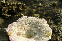 San hô biển Việt Nam đang bị hủy diệt nghiêm trọng 