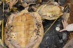 [Photo] Phát hiện đường dây tàn sát rùa biển tại Nha Trang 