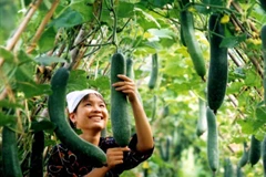 GAP cơ bản: Giải pháp giúp nông dân sản xuất rau an toàn 