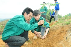 Hà Giang ra quân trồng mới 300 ha cao su chịu lạnh 