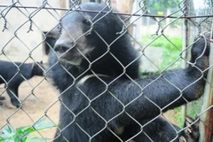 Sao Việt lên tiếng “ủng hộ” chấm dứt nạn nuôi nhốt gấu 