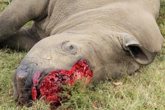 Bản lĩnh của người đàn ông Việt không tới từ mảnh sừng tê giác