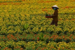 Các làng hoa tại Hậu Giang tất bật vào vụ Tết. (Ảnh: TTXVN)