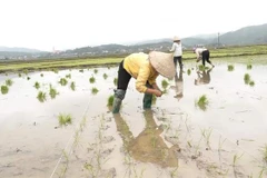 Sau Tết Nguyên đán, người dân huyện Văn Yên, tỉnh Yên Bái, khẩn trương xuống đồng cấy lúa vụ Xuân. (Ảnh: Đinh Đức Tưởng/TTXVN)