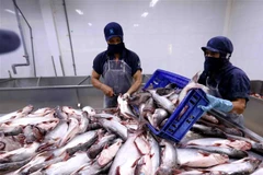 Chế biến cá tra xuất khẩu tại nhà máy của Công ty xuất nhập khẩu thủy sản Cửu Long An Giang. (Ảnh: Trọng Đạt/TTXVN)