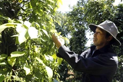 Nông dân thu hoạch hồ tiêu. (Ảnh: Trần Việt/TTXVN)