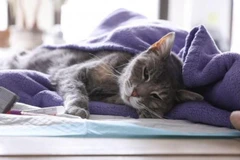 Chủ nhân mắc COVID-19, thú cưng cũng bị lây nhiễm