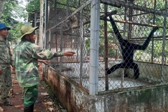 Động vật hoang dã quý hiếm tại khu Trung tâm cứu hộ, bào tồn và phát triển sinh vật được chăm sóc chờ ngày thả về rừng. (Ảnh: K Gửih/TTXVN)
