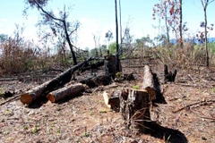 Hàng trăm gốc cây thông đã bị đốt cháy, đốn hạ nằm la liệt. (Ảnh: Đặng Tuấn/TTXVN)
