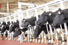 (Nguồn: thmilk.vn)