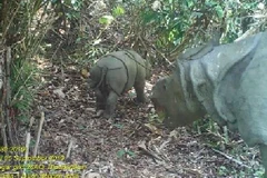 Hai cá thể tê giác được máy quay ghi lại. (Nguồn: tempo.co)