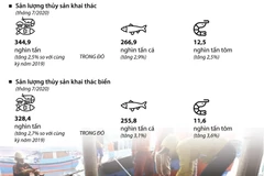Sản lượng thủy sản cả nước tháng 7 ước tính đạt 783.300 tấn