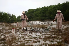 Các thành viên đội MAT 19 rà tìm các vật liệu nổ bằng máy chuyên dụng tại vùng cát huyện Hải Lăng, Quảng Trị. (Ảnh: Hồ Cầu/TTXVN)
