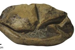 Một mặt của hóa thạch của quả trứng khổng lồ. (Nguồn: news.utexas.edu)